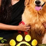 Poniiy (2026): Kunal Singh and a Missing-Owner Mystery That Never Quite Bites
